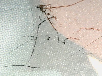 SN37198