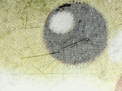 SN37458