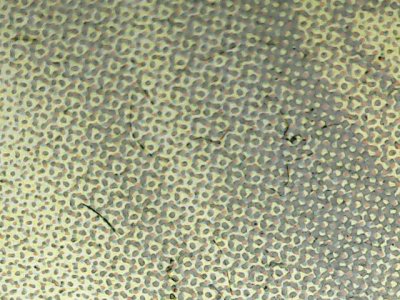 SN37619