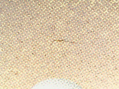 SN37619