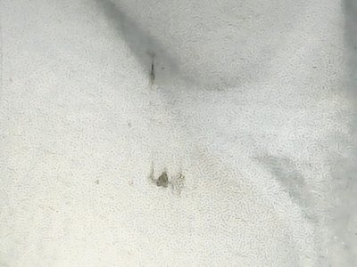 SN37661