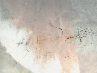 SN37661