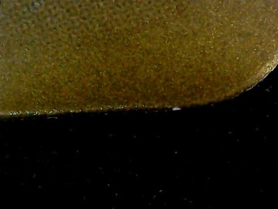 SN37856