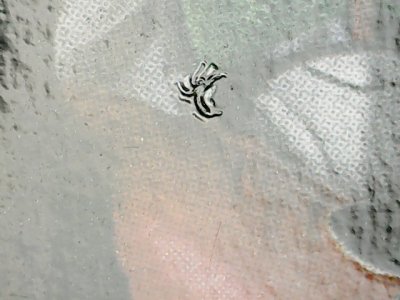 SN33509