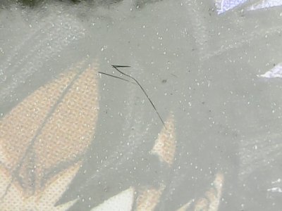 SN33543