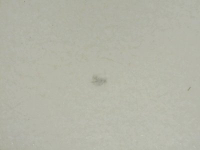 SN33591