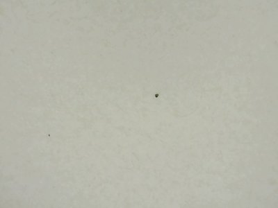 SN33591