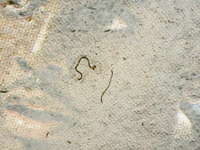 SN33599