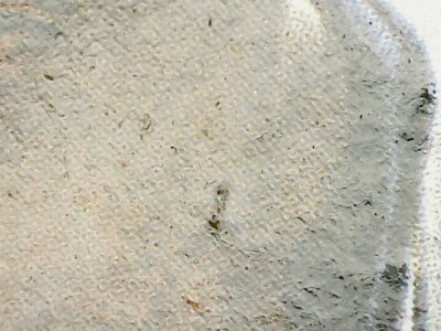 SN33599