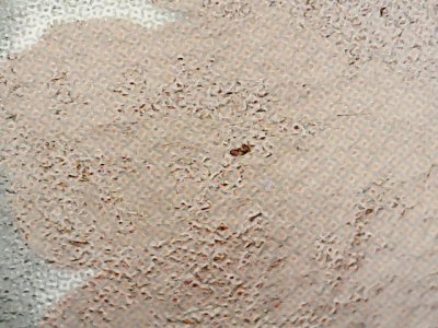 SN33599