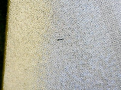SN33670