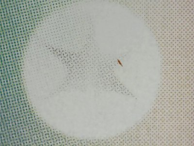 SN33733