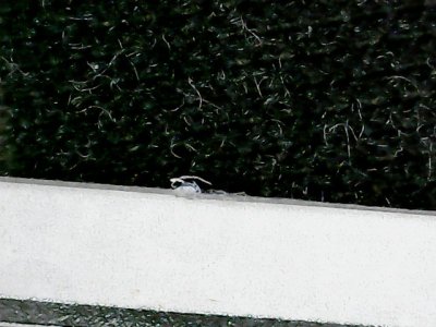 SN33838