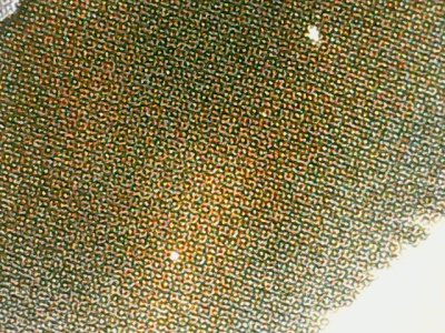 SN33839