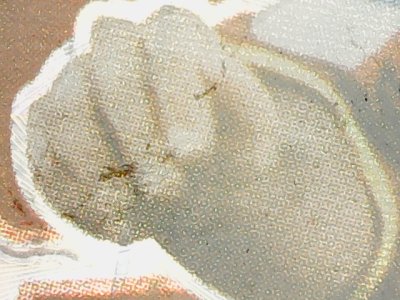 SN33882