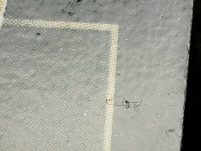SN34219