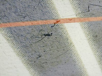 SN35289