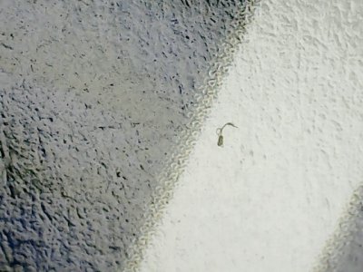 SN35296