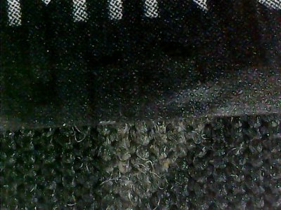 SN35442