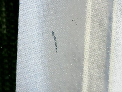 SN35541