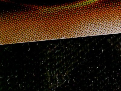 SN35838
