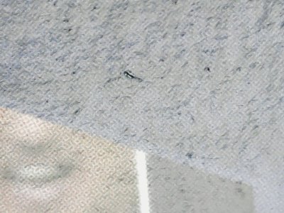 SN36203