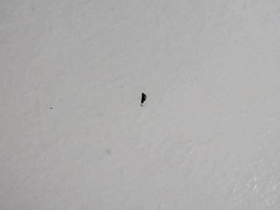 SN36367