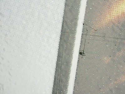 SN36369