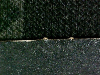 SN36730