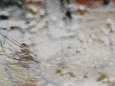SN36798