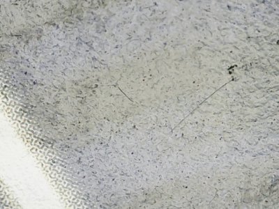 SN36769