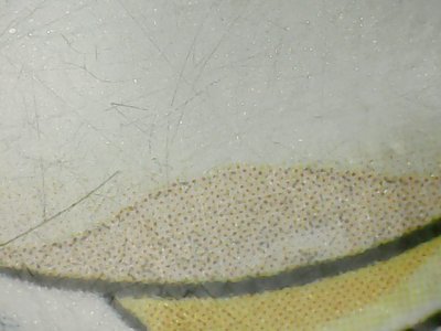SN36775