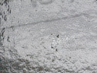 SN36808
