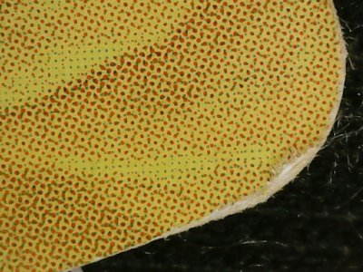 SN36813