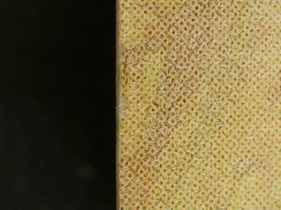 SN36813