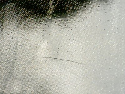 SN36919