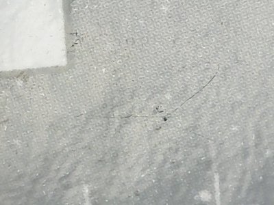 SN36919