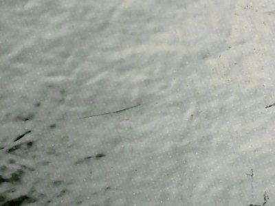 SN37042