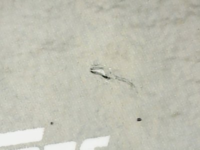 SN37043