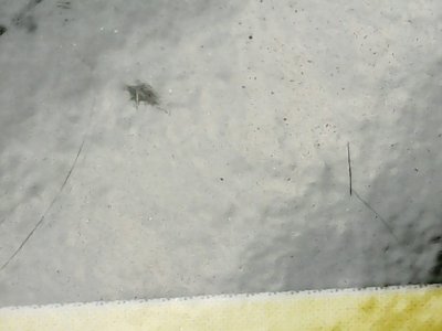 SN37233
