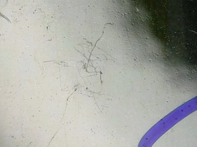 SN37238