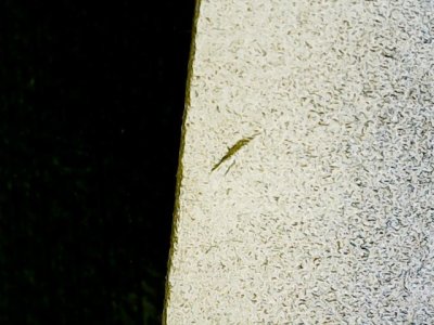 SN37591