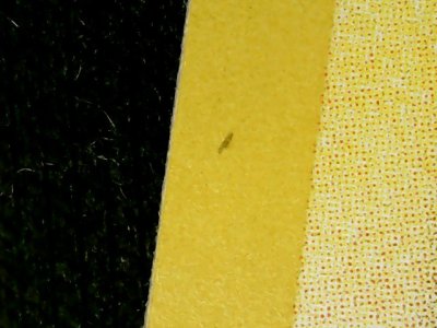 SN37600