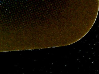 SN37719