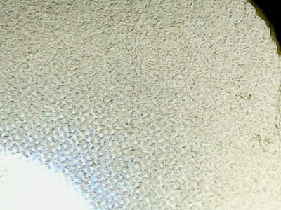 SN37729