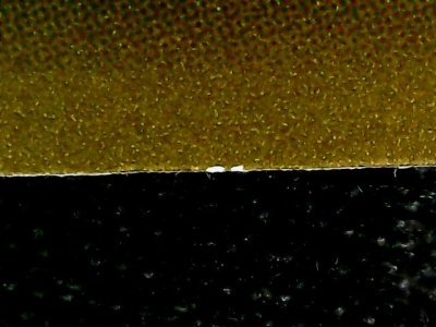 SN37800
