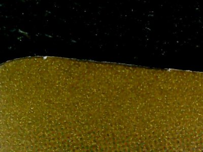 SN37807