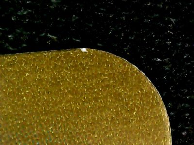 SN37816