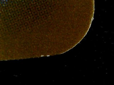 SN37828