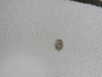 SN32147
